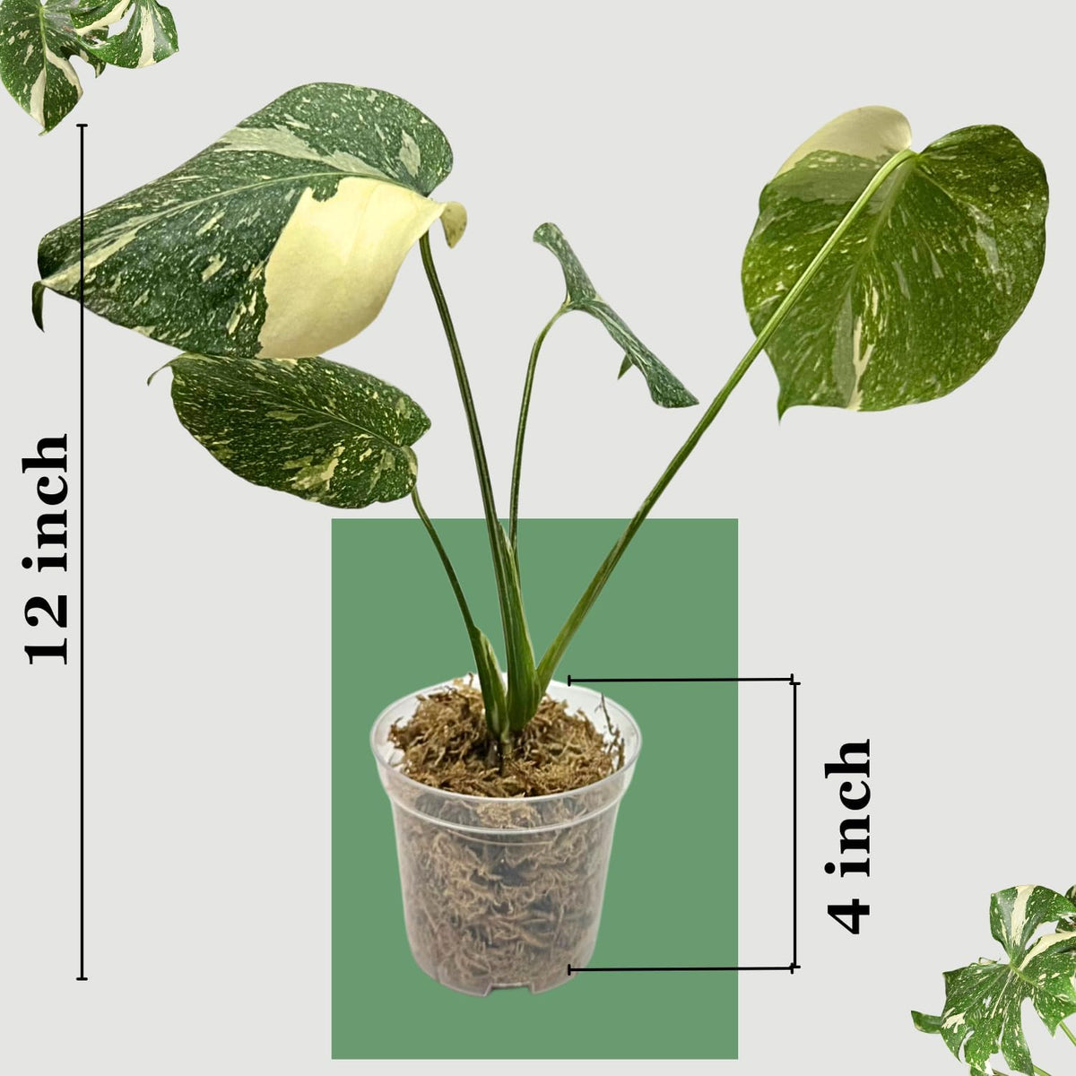 Large Monstera Plant Live - Thai Constellation Monstera Live Plant Fully Rooted Highly Variegated M27522