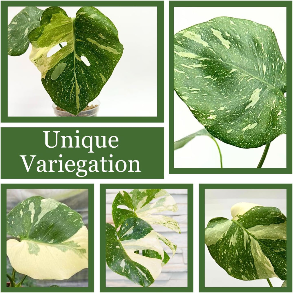 Large Monstera Plant Live - Thai Constellation Monstera Live Plant Fully Rooted Highly Variegated M27522