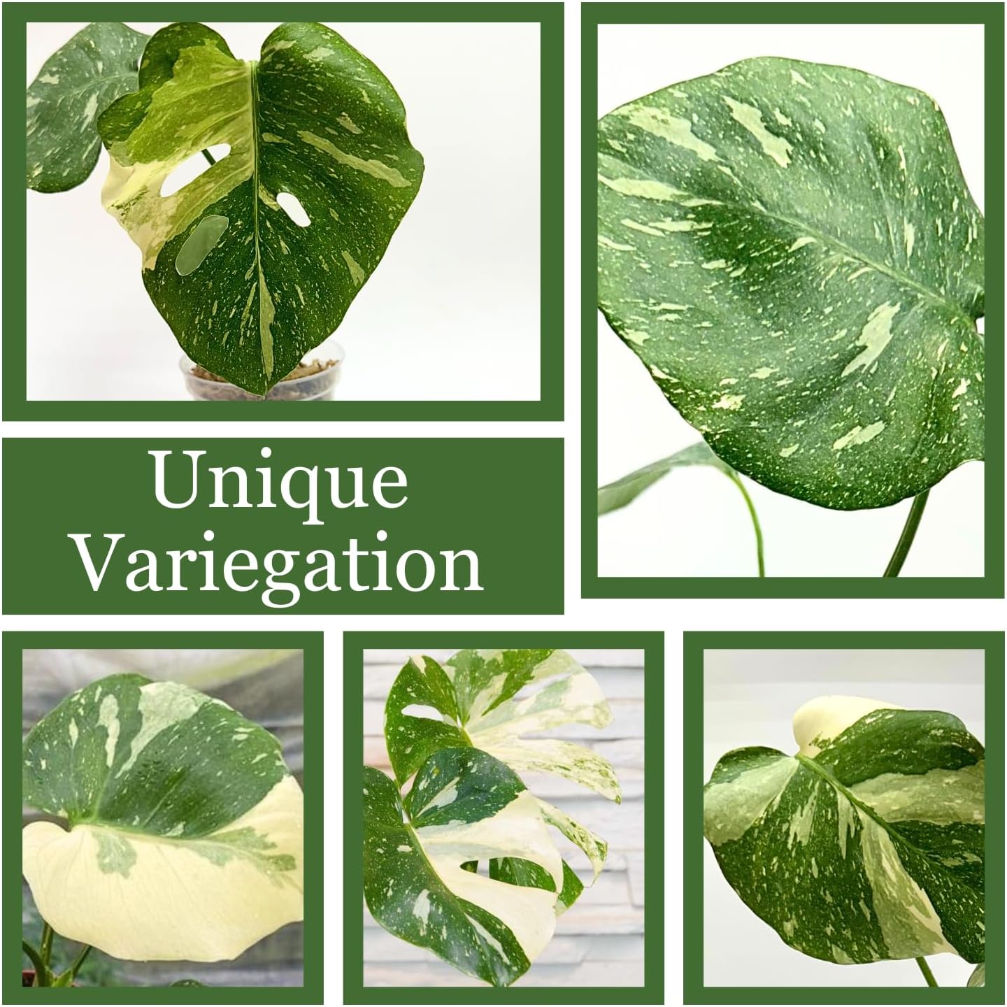 Large Monstera Plant Live - Thai Constellation Monstera Live Plant Fully Rooted Highly Variegated M27522