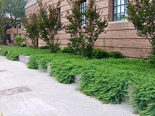 10 Live Plants - 2 Inch Pot Size - Evergreen Ground Cover R30357