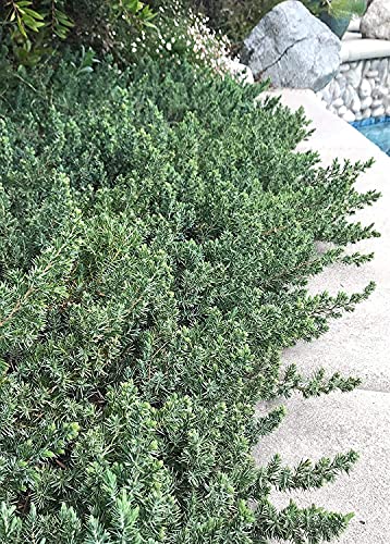 10 Live Plants - 2 Inch Pot Size - Evergreen Ground Cover R30357