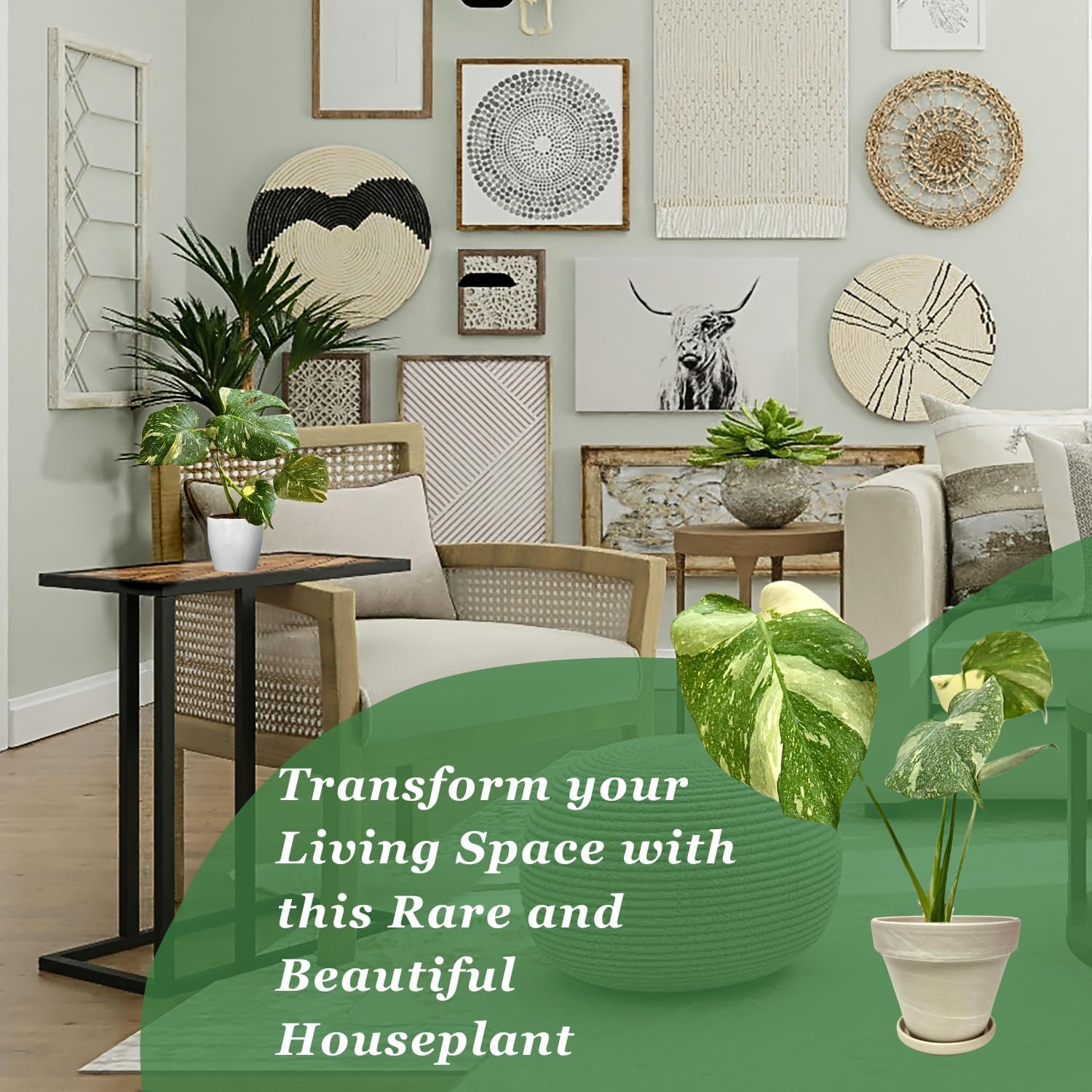 Large Monstera Plant Live - Thai Constellation Monstera Live Plant Fully Rooted Highly Variegated M27522