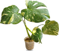 Large Monstera Plant Live - Thai Constellation Monstera Live Plant Fully Rooted Highly Variegated M27522