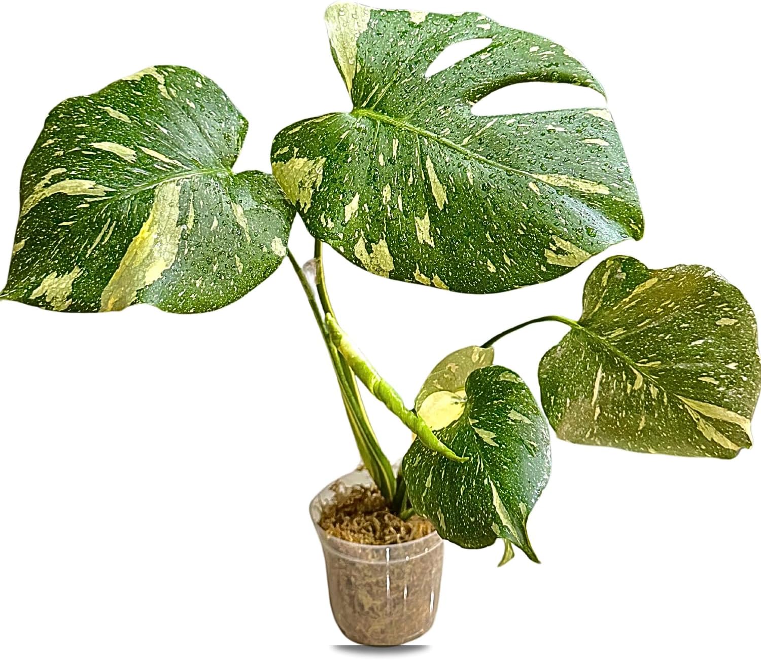 Large Monstera Plant Live - Thai Constellation Monstera Live Plant Fully Rooted Highly Variegated M27522
