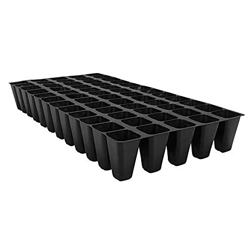 10 Live Plants - 2 Inch Pot Size - Evergreen Ground Cover R30357