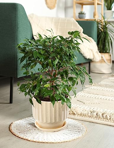 6 inch Set of 2 Ceramic Plant Pots with Drainage Hole and Saucer, Creamy White X5286