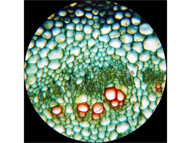 40X-1600X Binocular Compound Microscope with 1.3MP Camera A92197