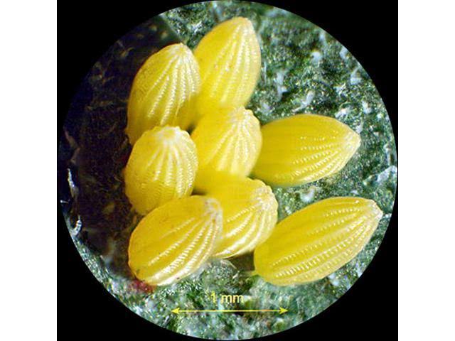 7X-90X Table Pillar Stand Stereo Microscope X6616