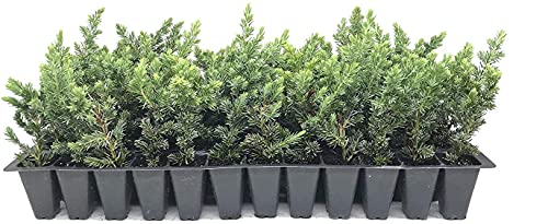 10 Live Plants - 2 Inch Pot Size - Evergreen Ground Cover R30357