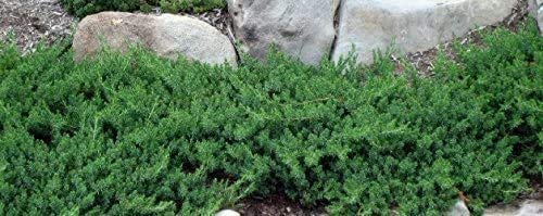 10 Live Plants - 2 Inch Pot Size - Evergreen Ground Cover R30357