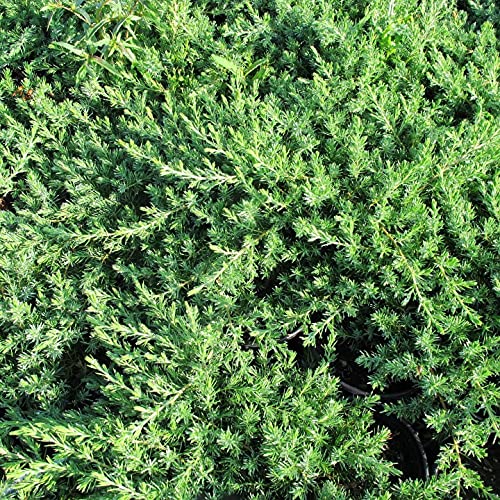 10 Live Plants - 2 Inch Pot Size - Evergreen Ground Cover R30357
