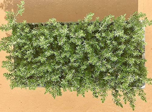 10 Live Plants - 2 Inch Pot Size - Evergreen Ground Cover R30357