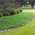10 Live Plants - 2 Inch Pot Size - Evergreen Ground Cover R30357