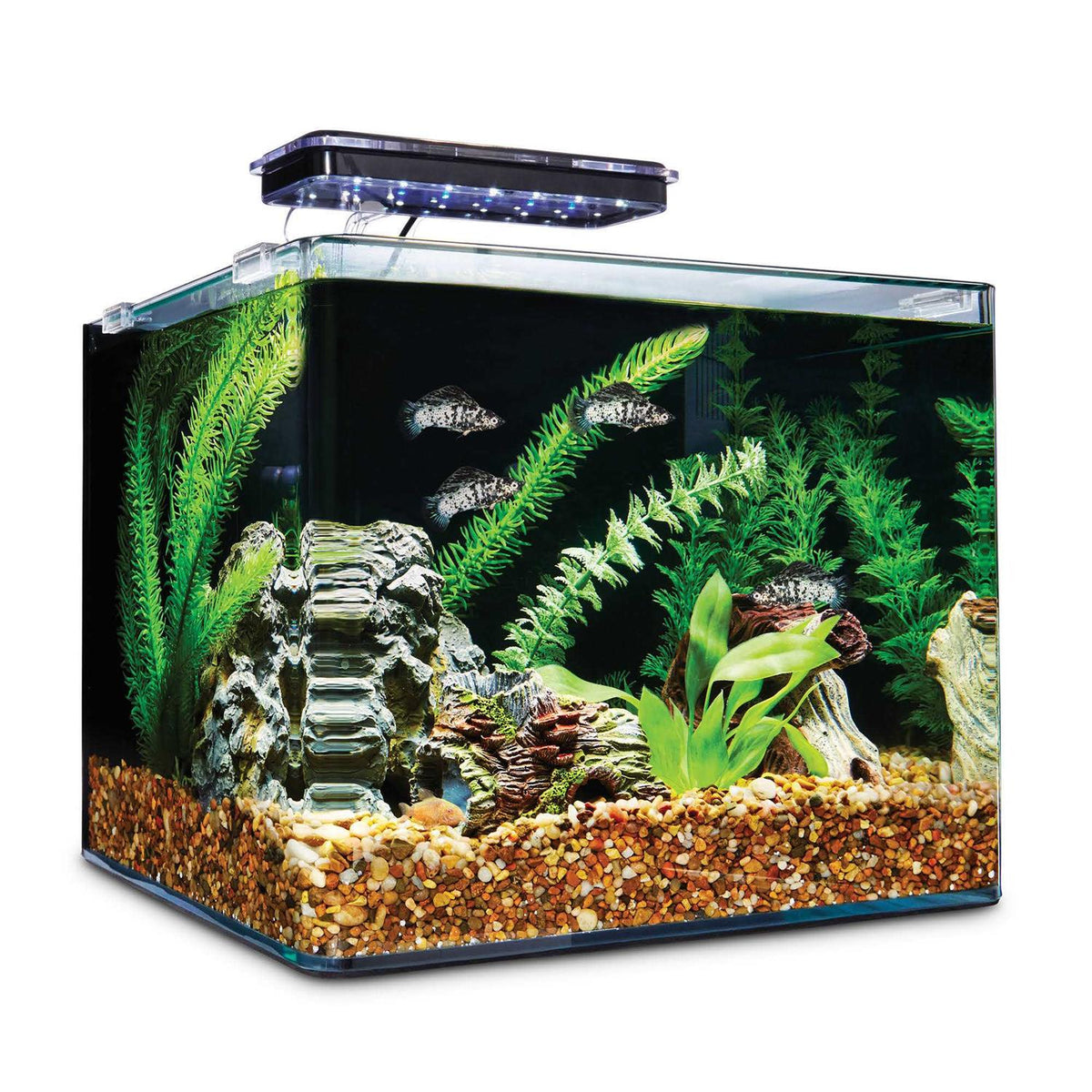 Frameless Freshwater Aquarium Kit X679