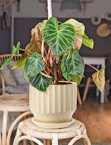 6 inch Set of 2 Ceramic Plant Pots with Drainage Hole and Saucer, Creamy White X5286