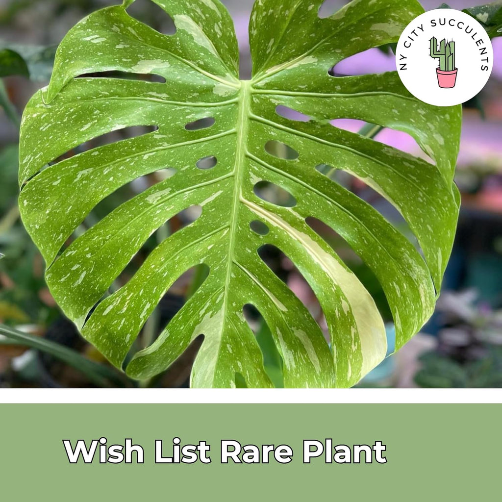 Large Monstera Plant Live - Thai Constellation Monstera Live Plant Fully Rooted Highly Variegated M27522